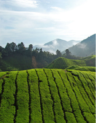 CAMERON HIGHLAND AND IPOH 3D2N