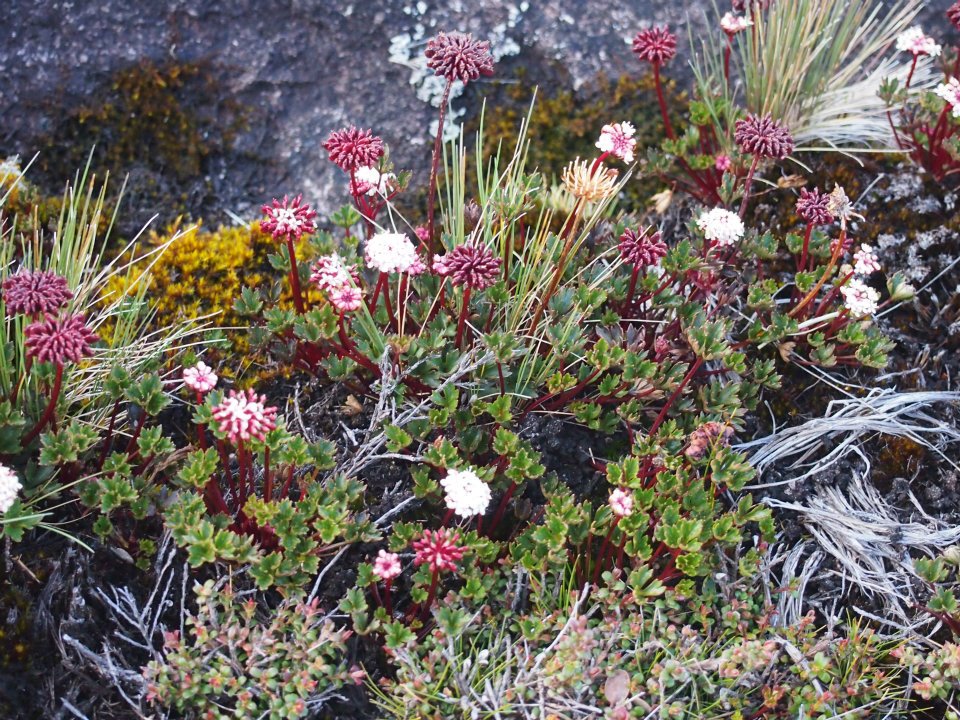 Bunga2 di Puncak Gunung Flora on top