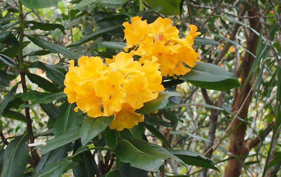 Flora Kaki Gunung1 Flora kaki Gunung Kinabalu