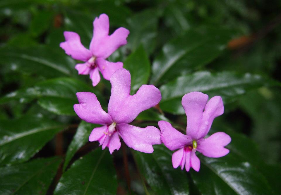 Flora Kaki Gunung2 Flora kaki Gunung Kinabalu