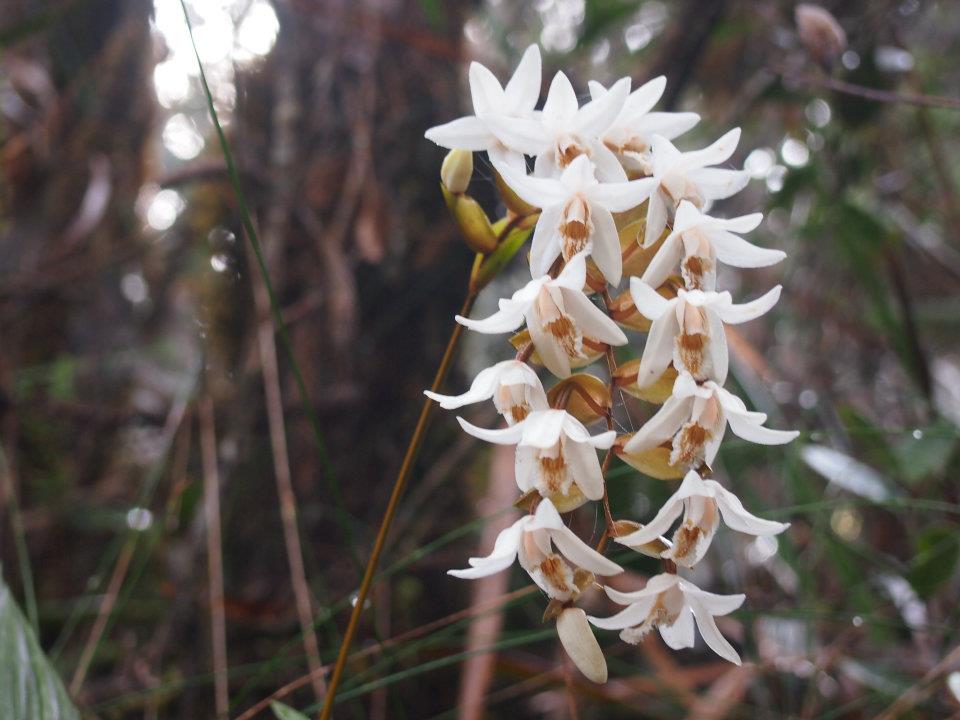Flora Kaki Gunung3 Flora kaki Gunung Kinabalu