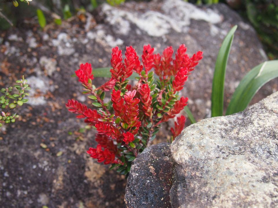 Flora Km4 Flora km4