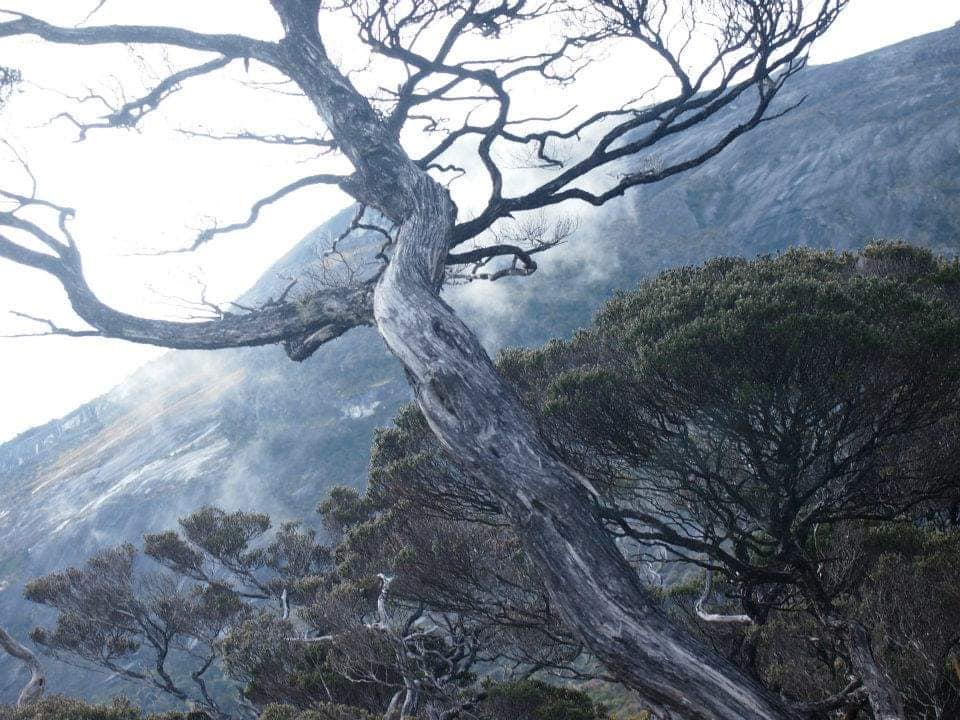 Pokok2 sebelum sampai ke Base Camp Laban Rata Before Laban Rata